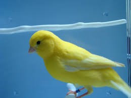 η καναρινα μου( Πηγη