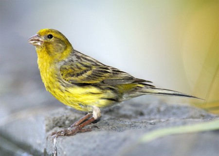 το καναρίνι 